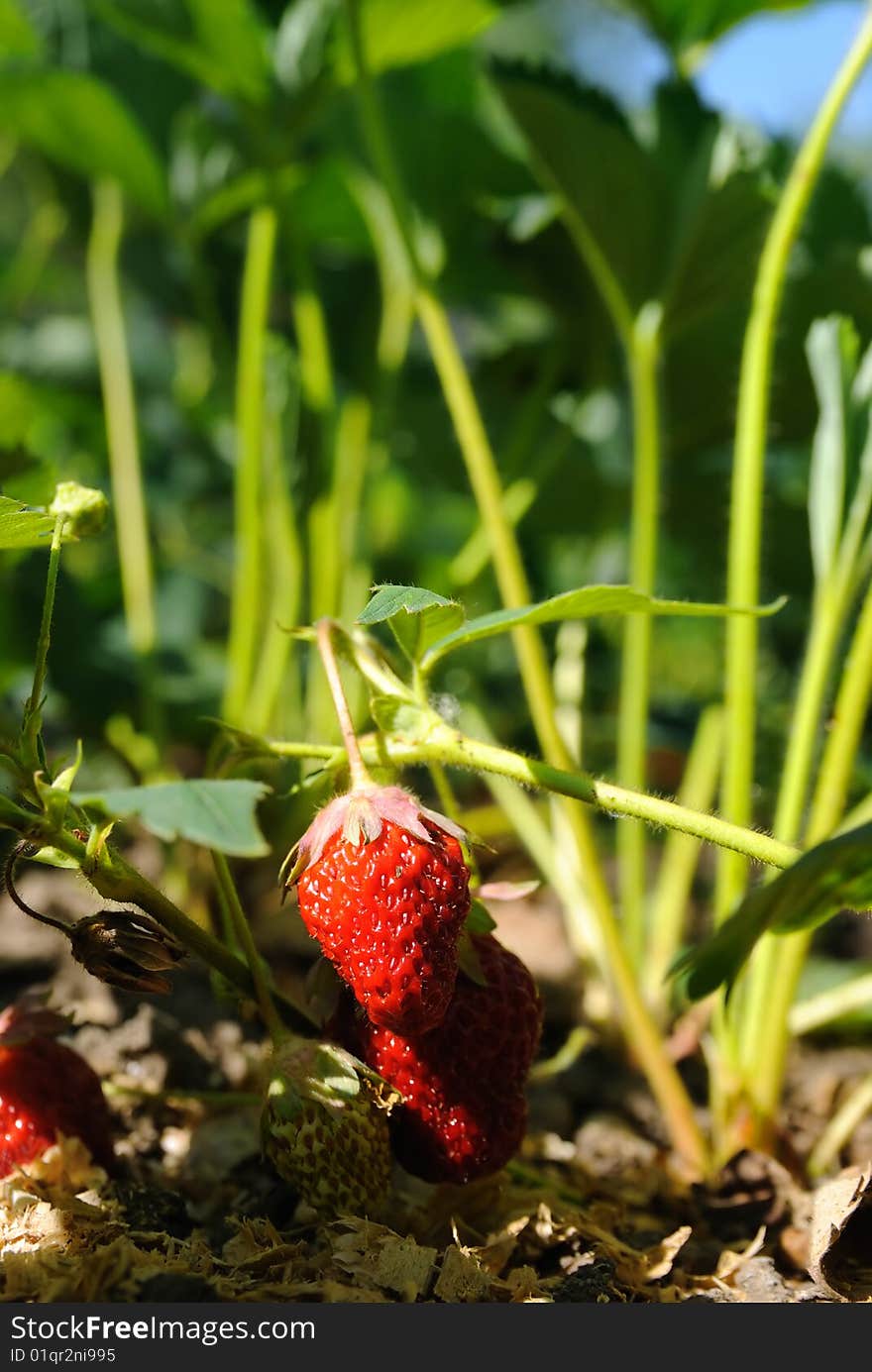 The ripe strawberry grows in a garden