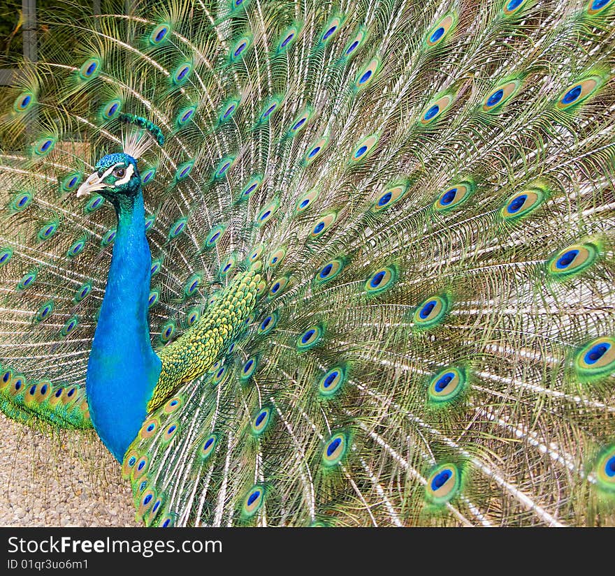 Peacock