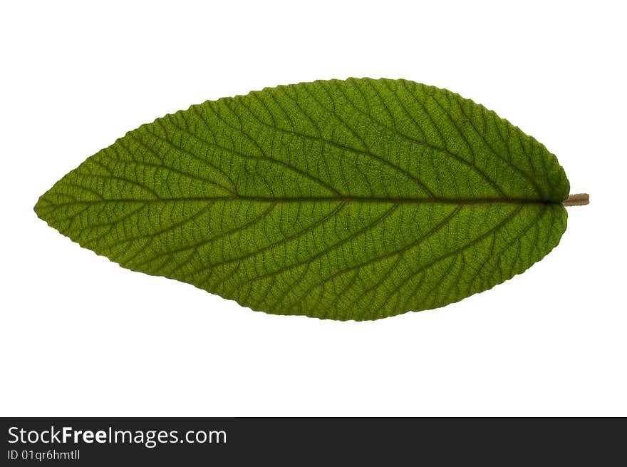 Green leaf on white background