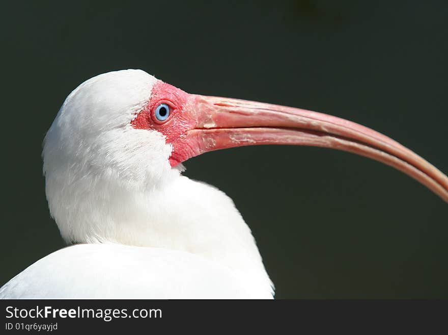 White Ibis in Miami Florida.