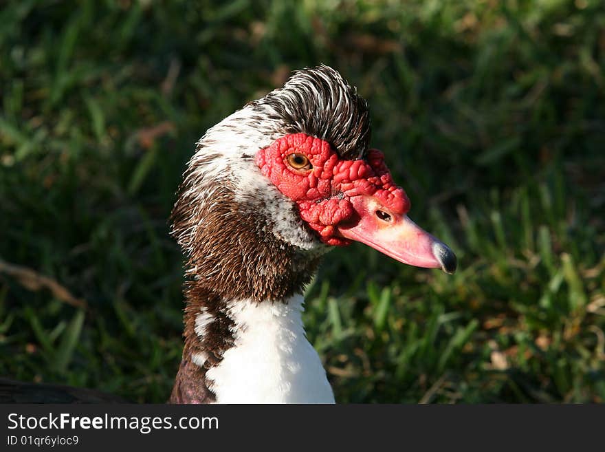 Muscovy Duck