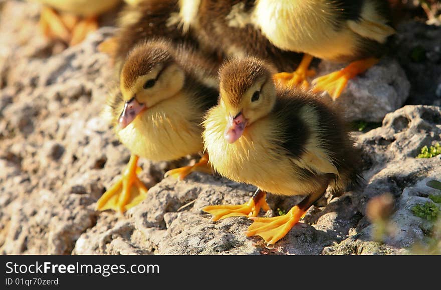 Muscovy Duck brothers on a rock.