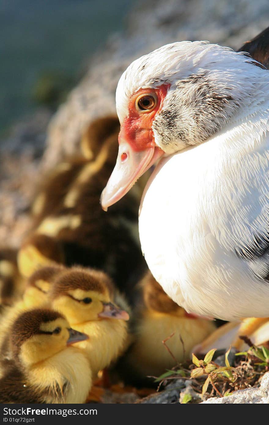 Muscovy Duck mother taking care of her chicks. Muscovy Duck mother taking care of her chicks.