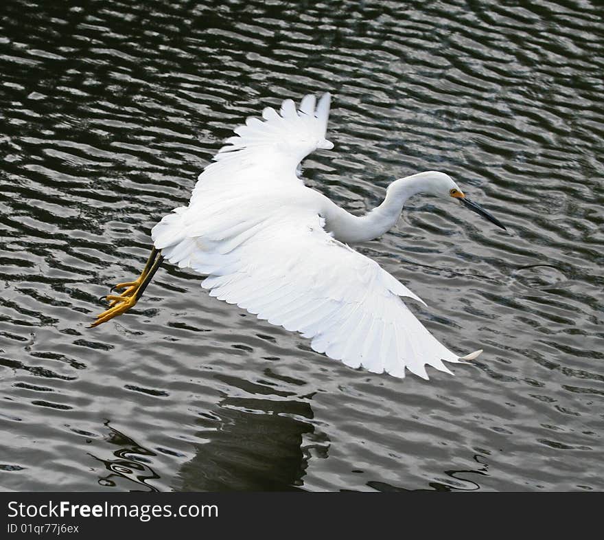 Snowy Egret