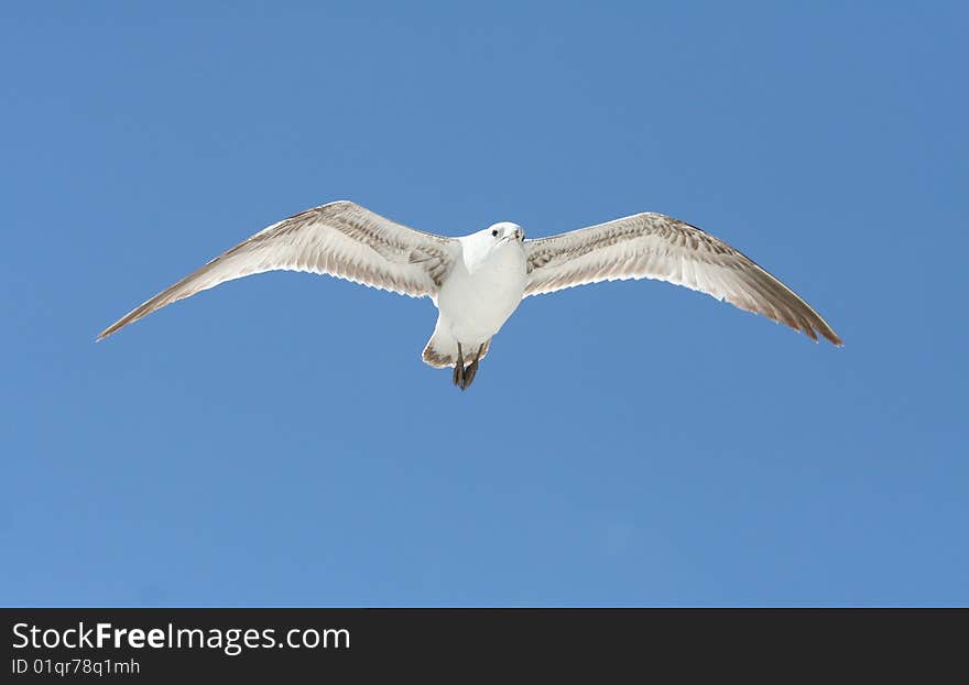 Ring-Billed Gull fling over Miami Beach.