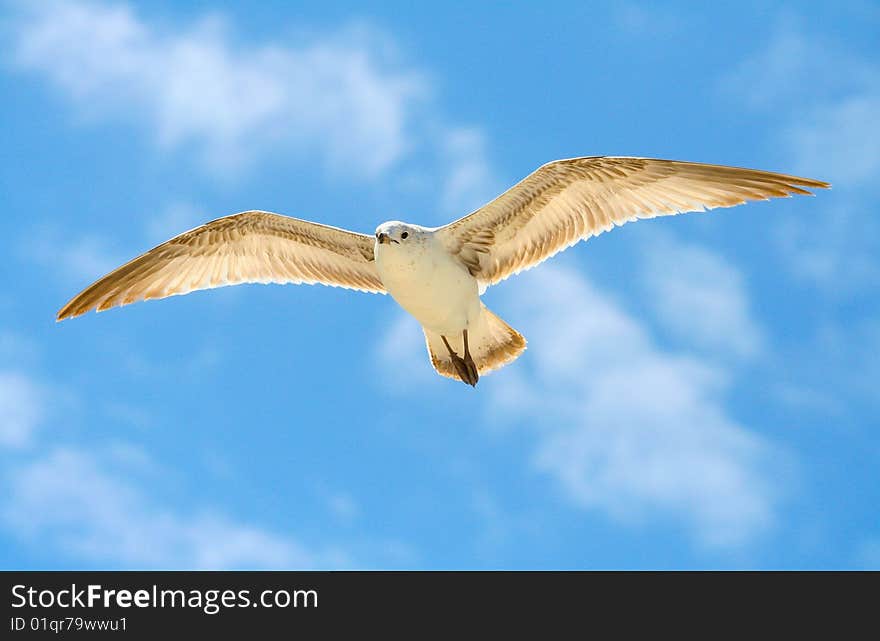 Ring-Billed Gull fling over Miami Beach.