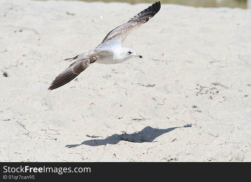 Ring-Billed Gull flying over Miami Beach.