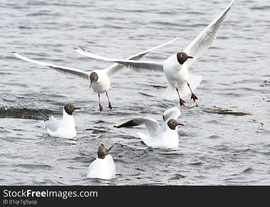 Black-Headed Gulls