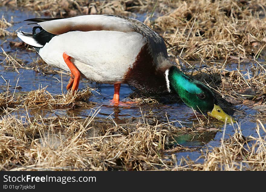 Mallard