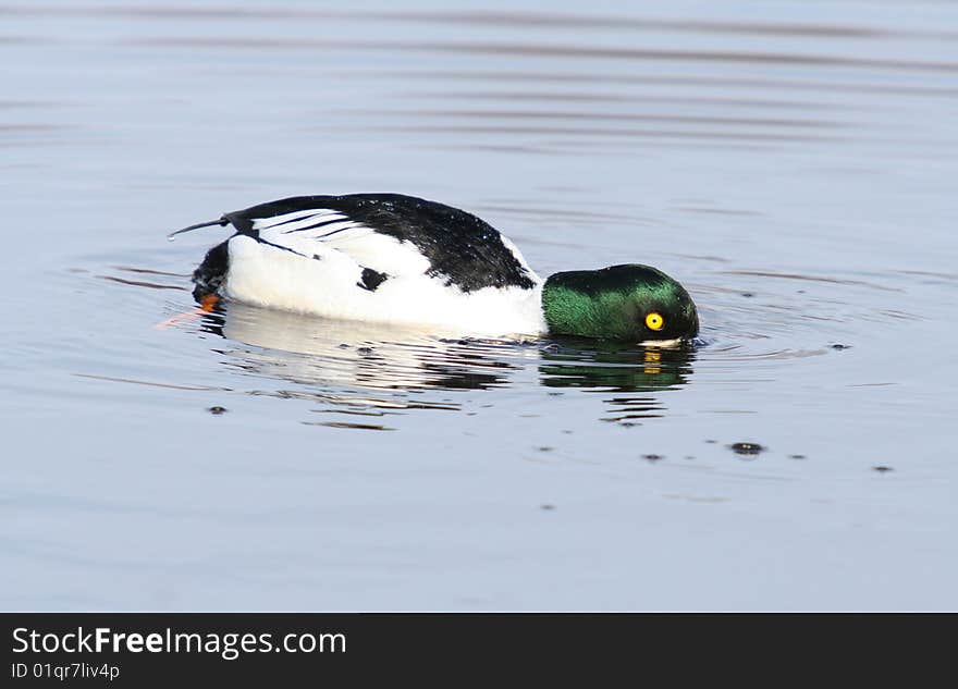 Common Goldeneye head in water hunting/eating fish.