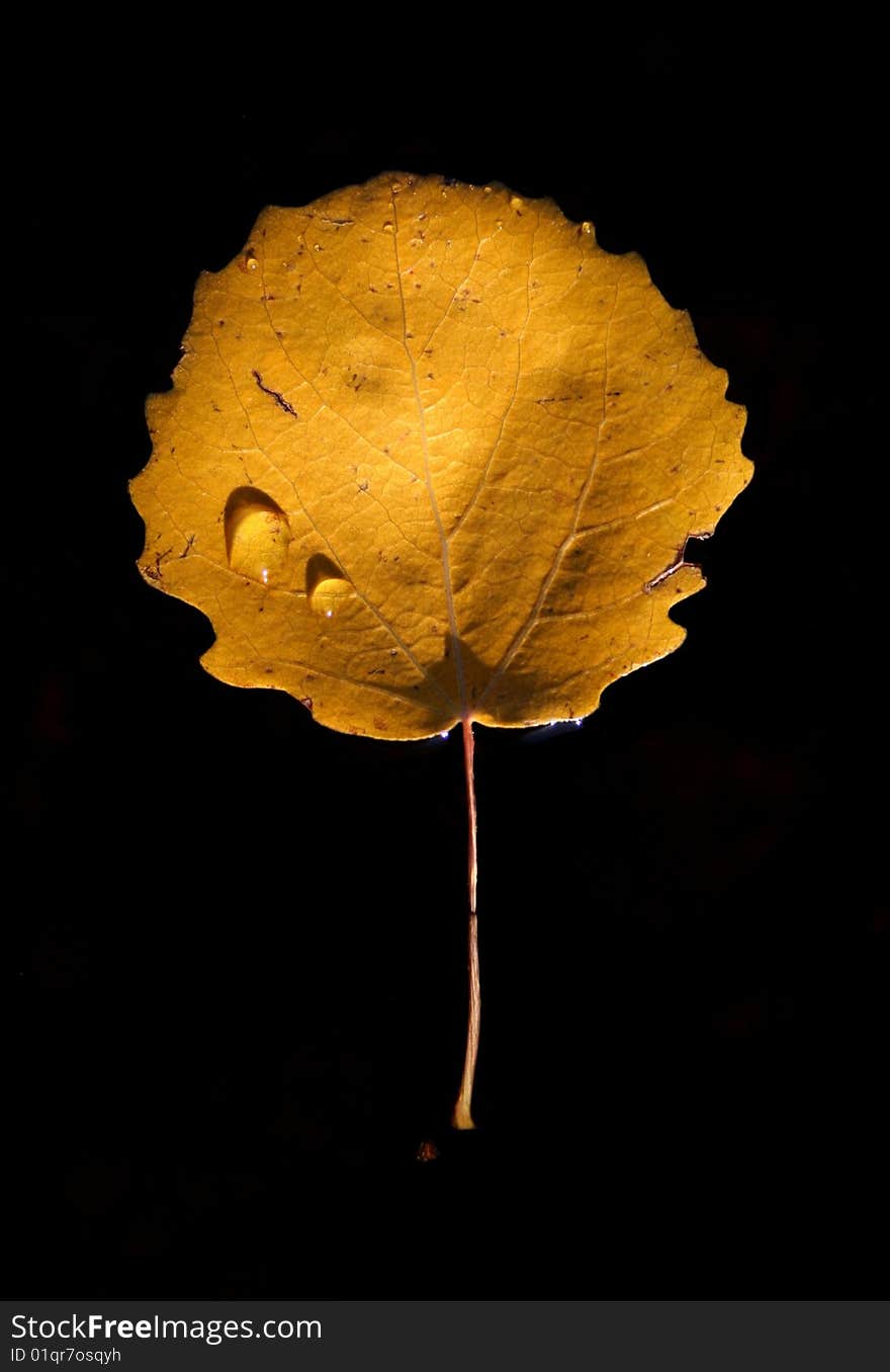 Leaf of a Common Aspen (Populus tremula). Leaf of a Common Aspen (Populus tremula).