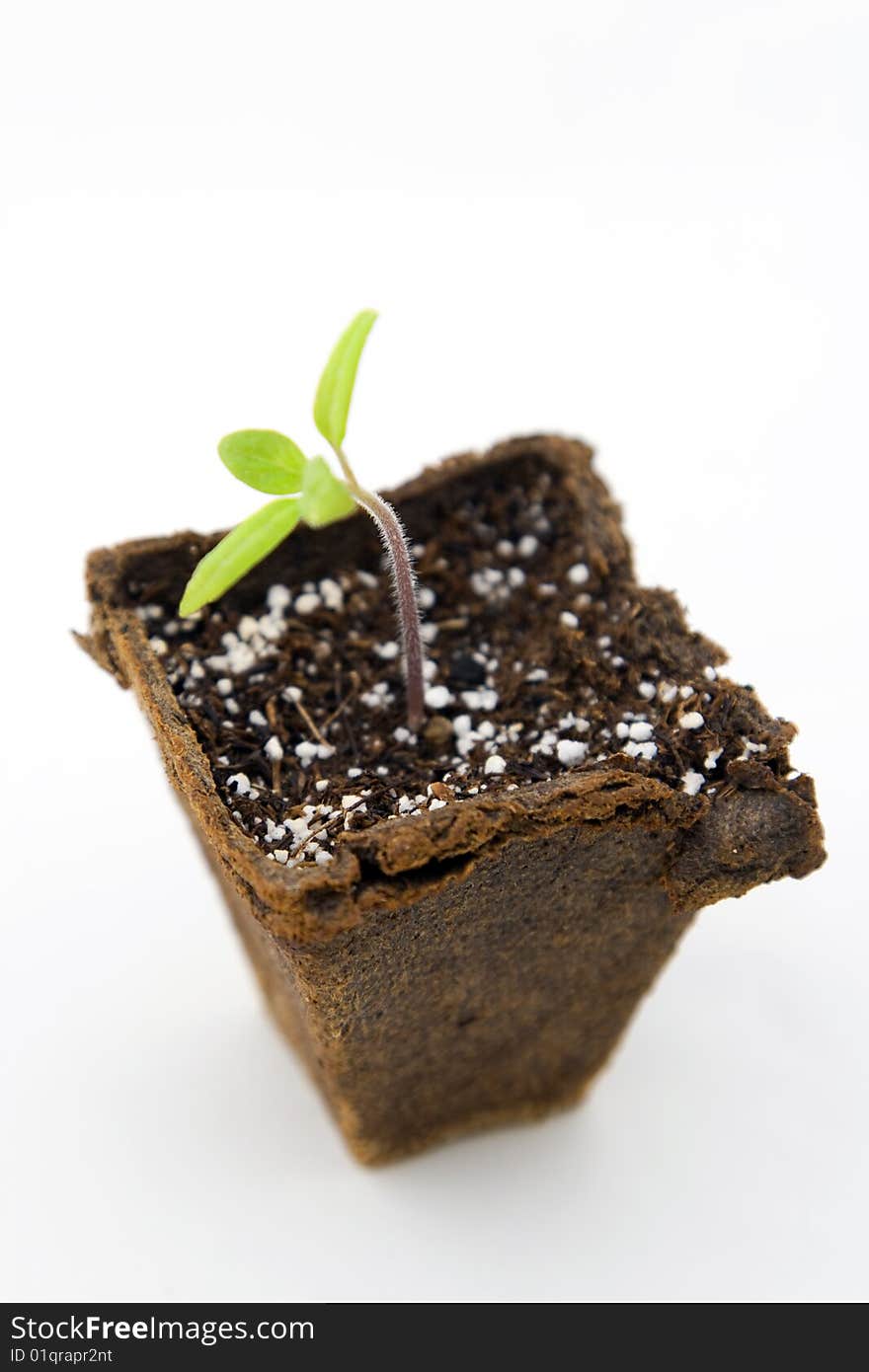 Tomato Seedling