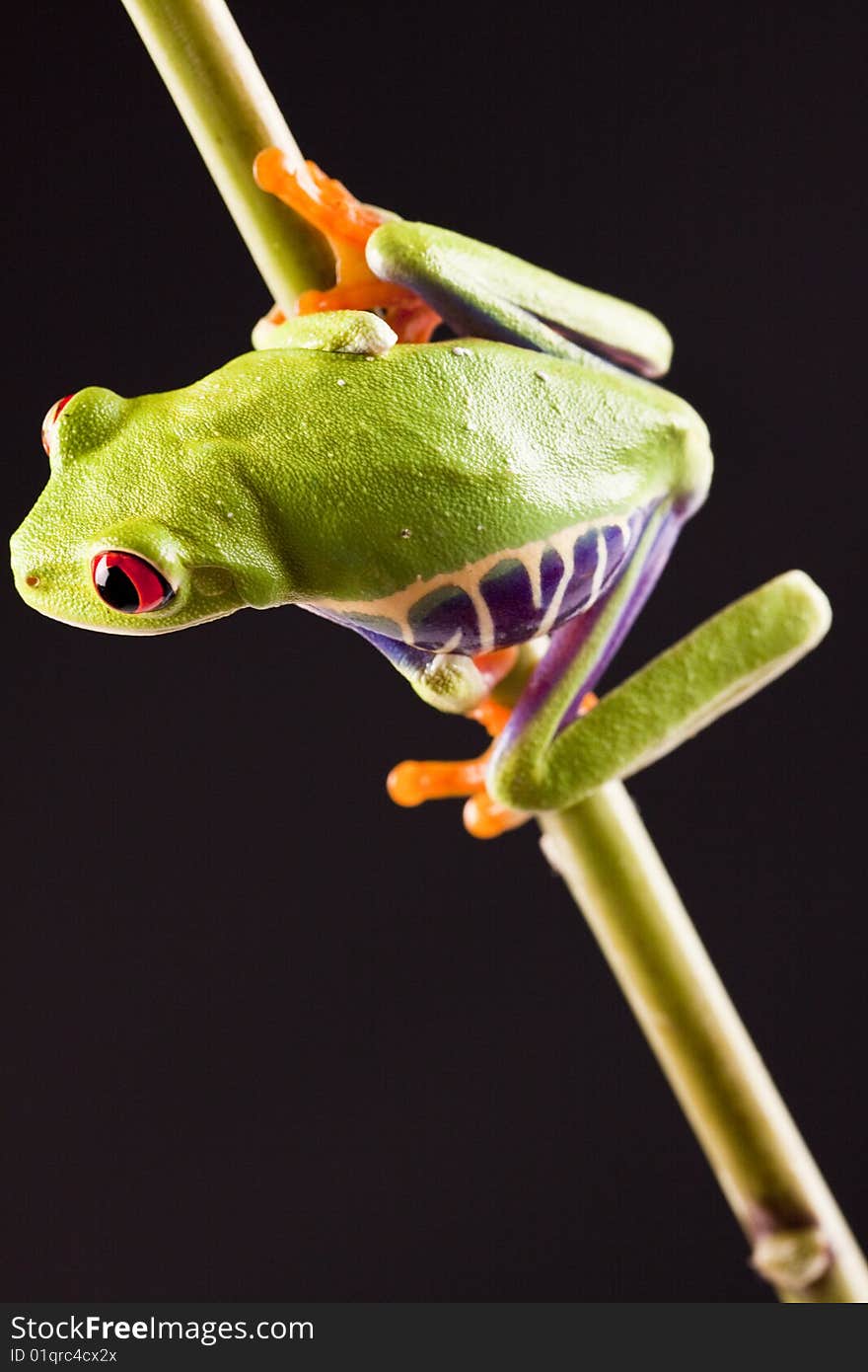 Exotic and beautiful full color frog, live in areas of Central America. Exotic and beautiful full color frog, live in areas of Central America