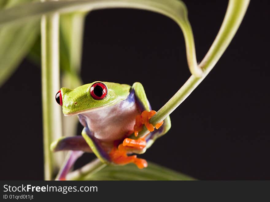 Exotic and beautiful full color frog, live in areas of Central America. Exotic and beautiful full color frog, live in areas of Central America