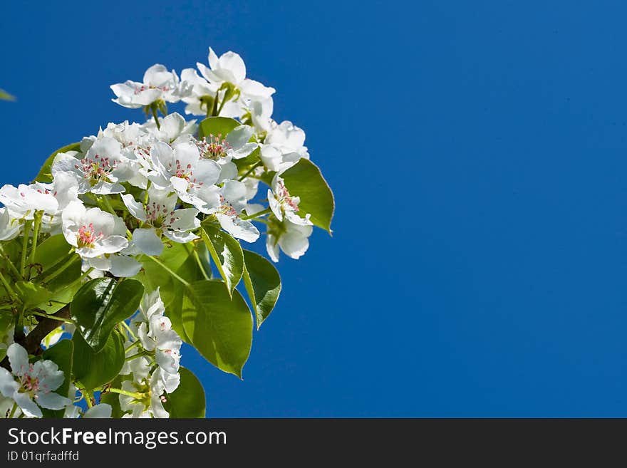 Macro view white flowers of apple tree on blue sky