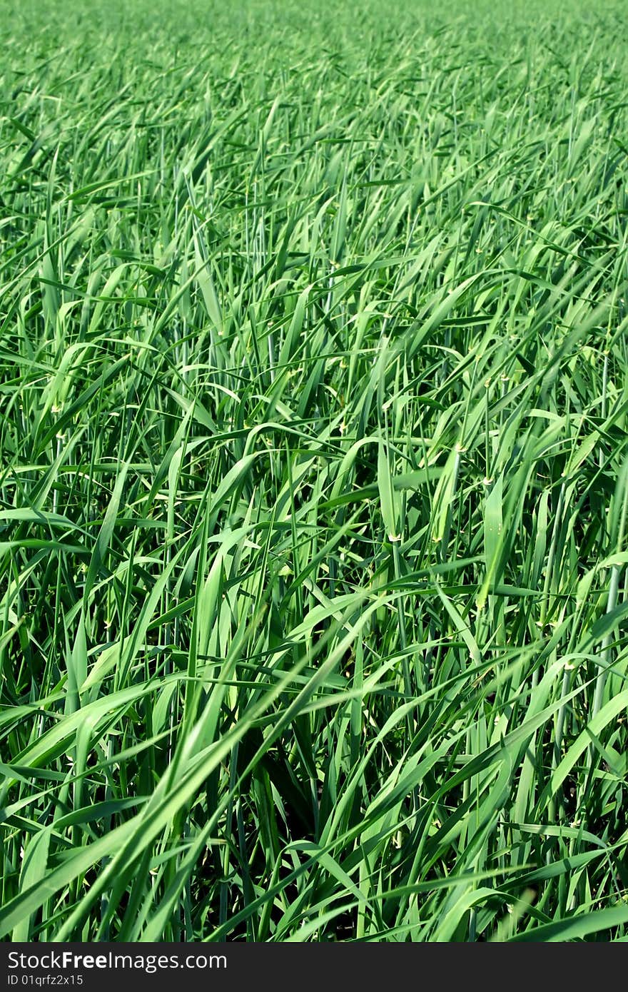 Field with a green grass in a sunny day