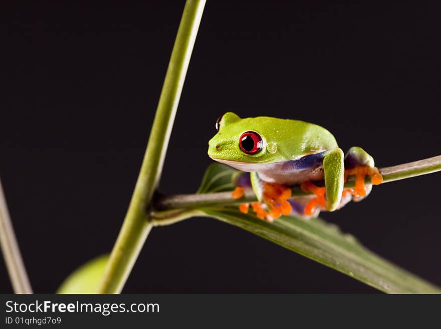 Exotic and beautiful full color frog, live in areas of Central America. Exotic and beautiful full color frog, live in areas of Central America