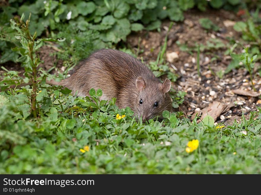 Wild Brown Rat eating seeds, and grain