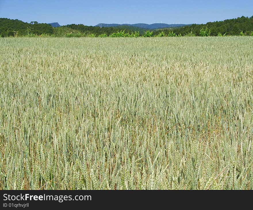 The field of the wheat