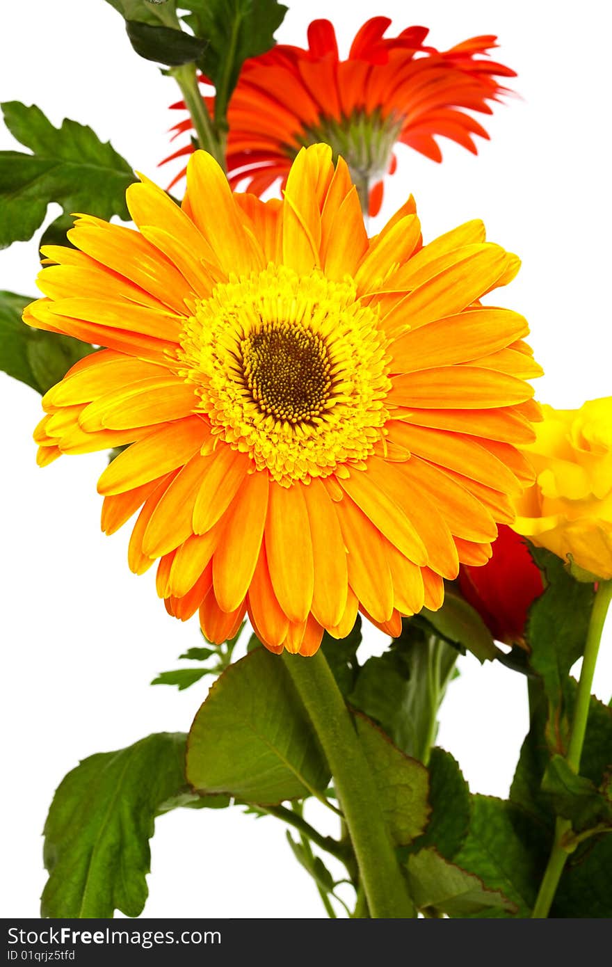 Beautiful bouquet of gerber on a white background