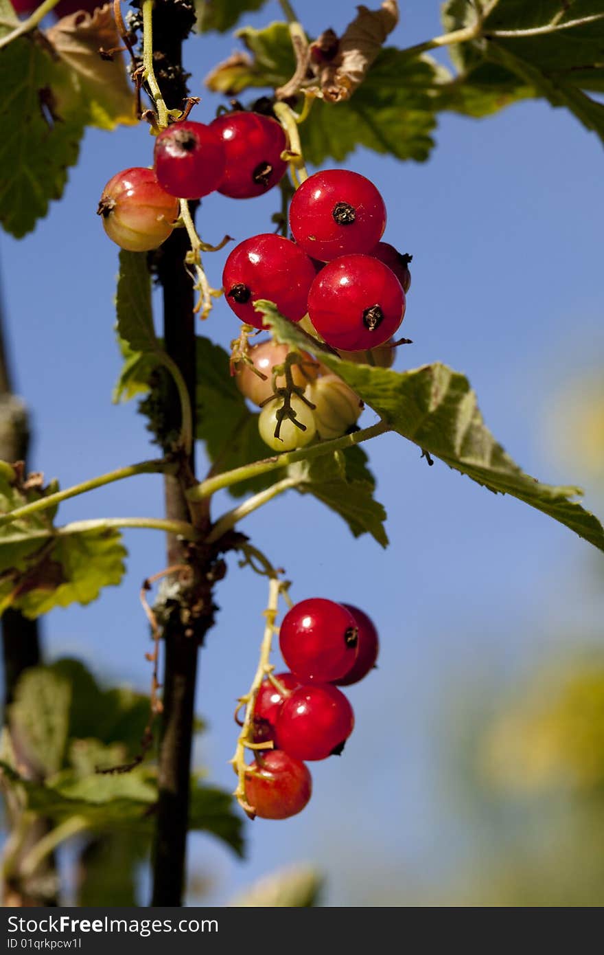 Redcurrant grape