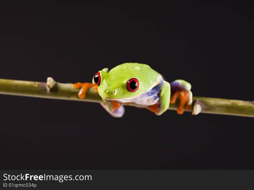 Exotic and beautiful full color frog, live in areas of Central America. Exotic and beautiful full color frog, live in areas of Central America