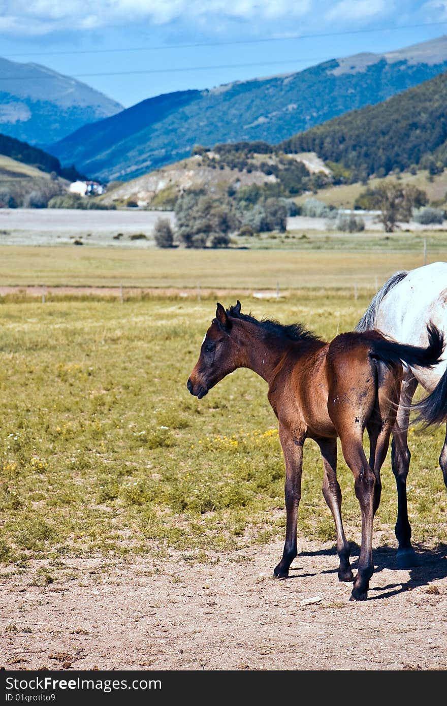 A foal taking its first steps