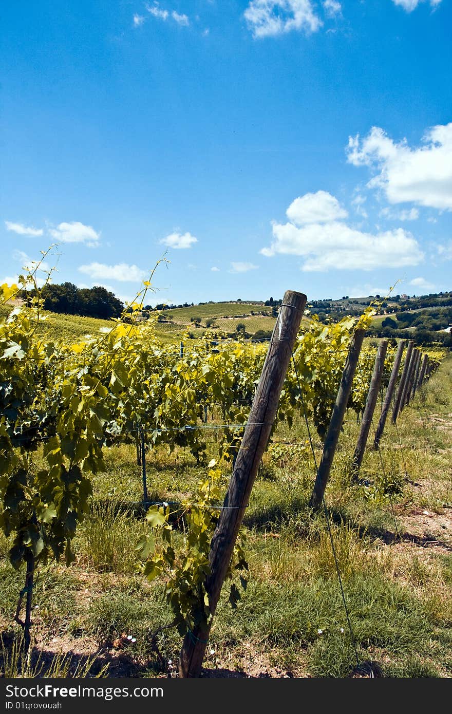 Vineyards