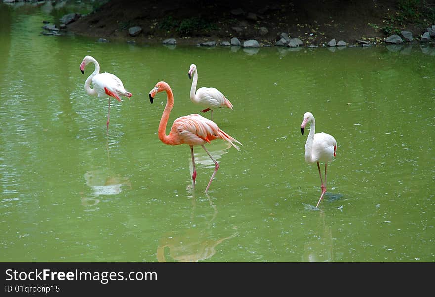 Four flamingo has stand in green water