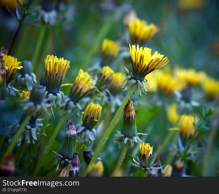 Close-up of dandelions in a field