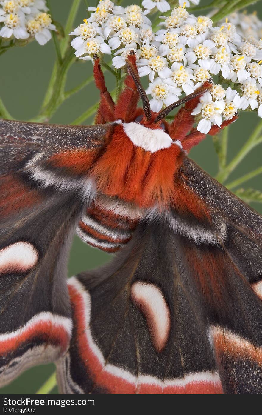 Cecropia Moth On Flowers