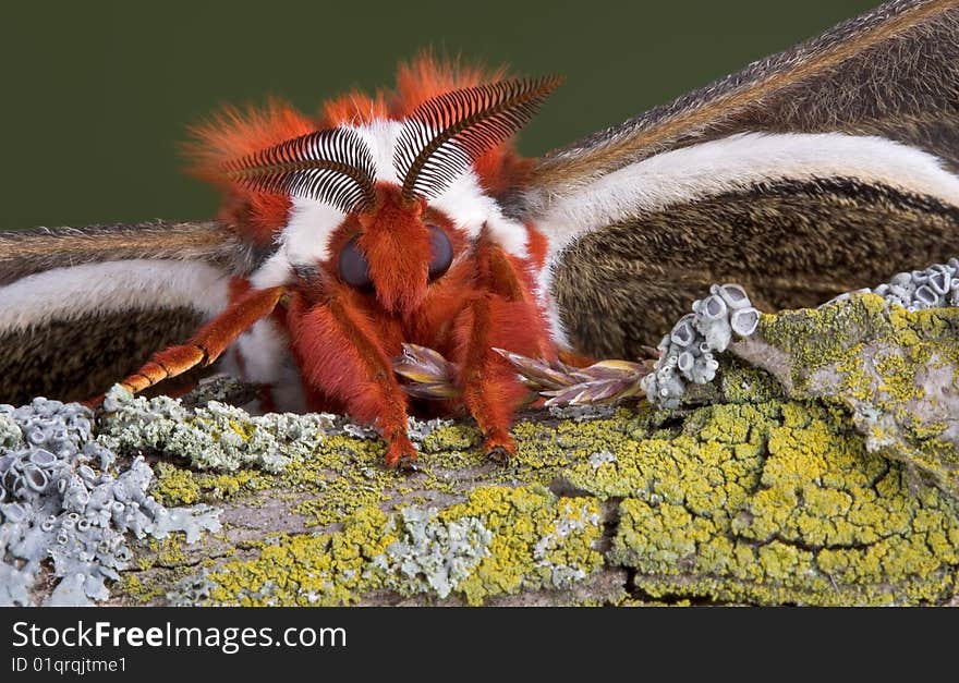 Cecropia moth portrait