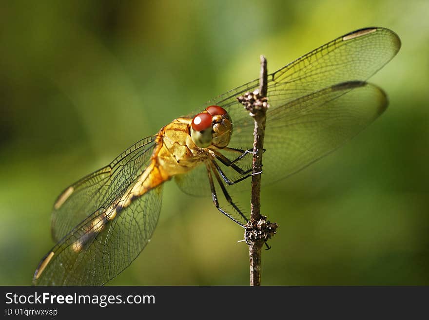 A close up of a dragonfly on green background