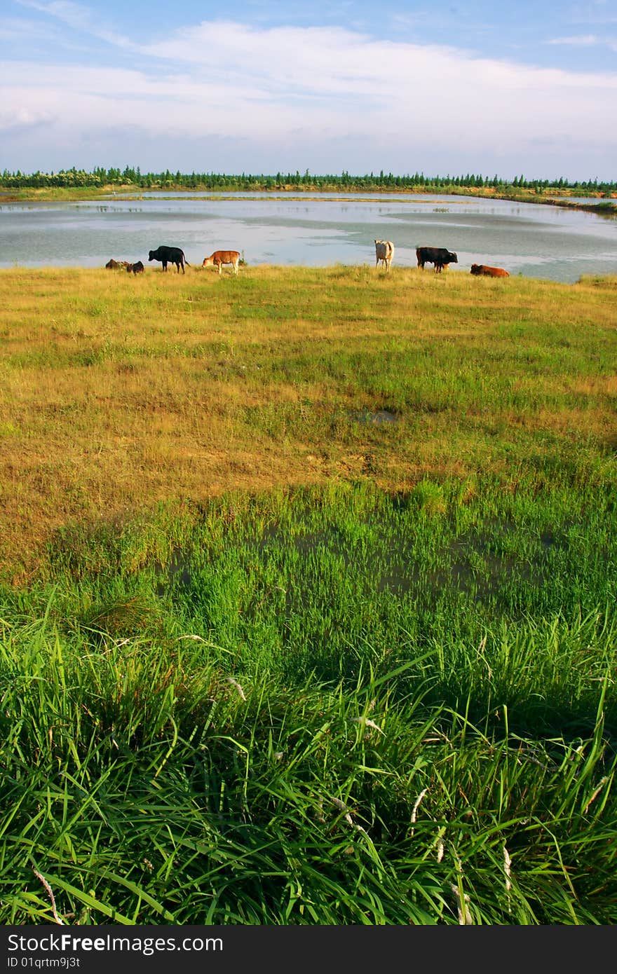 A few cattles are having a rest. A few cattles are having a rest