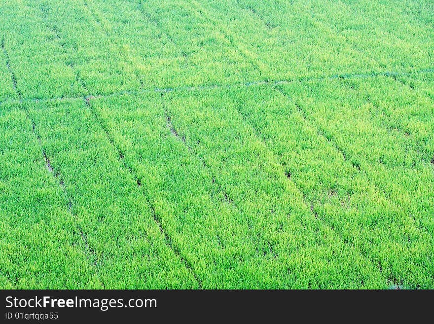 The farm is full of paddy