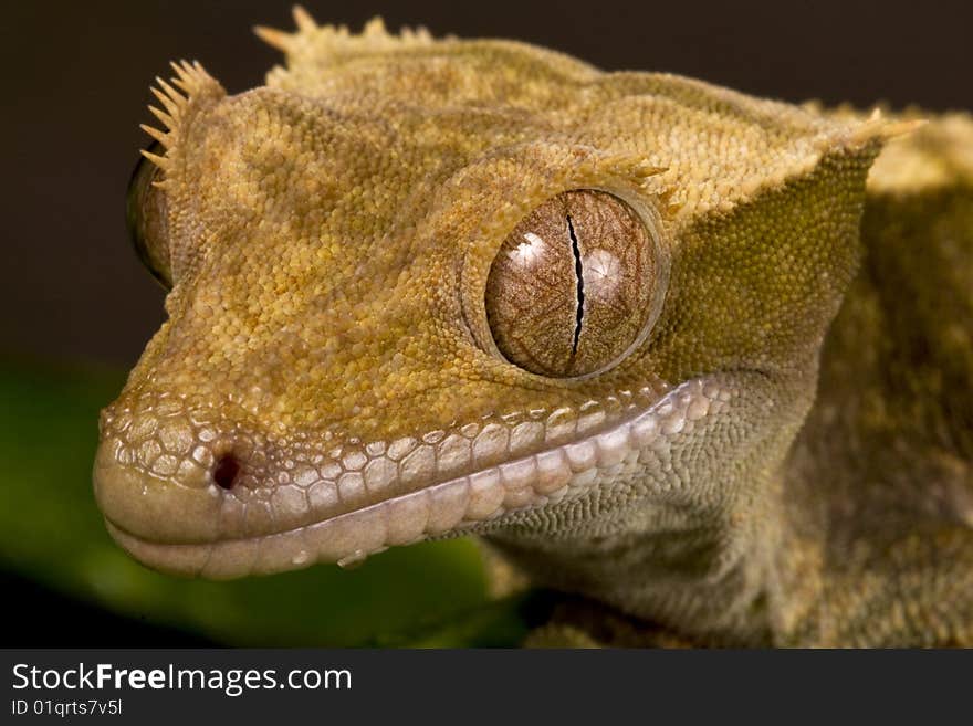 New Caledonian Gecko