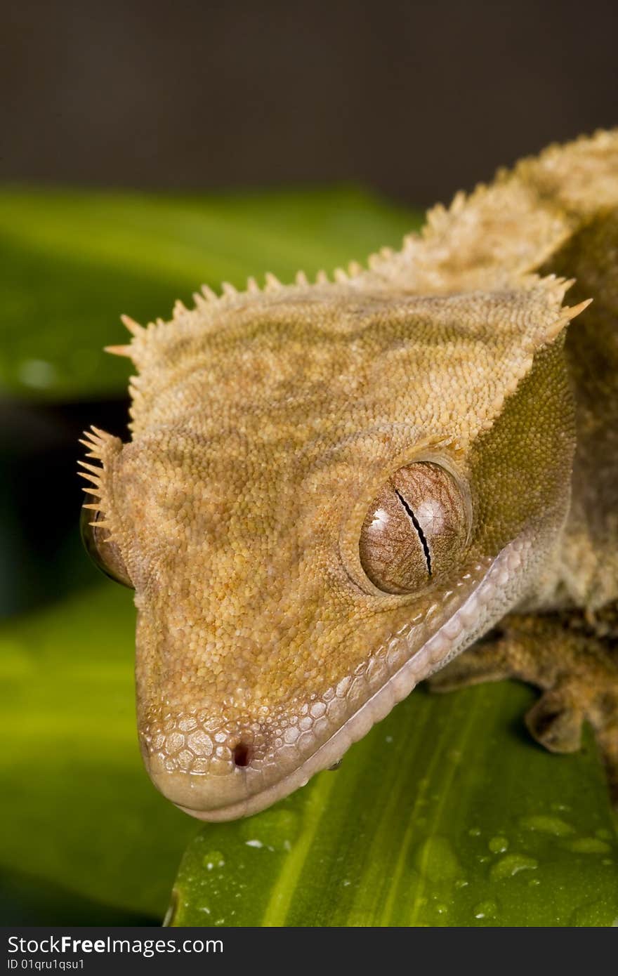 New Caledonian Gecko