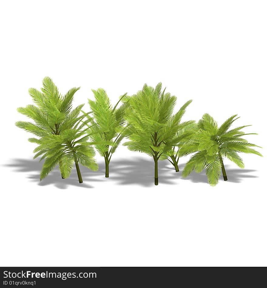 Group Of Young Palm Trees