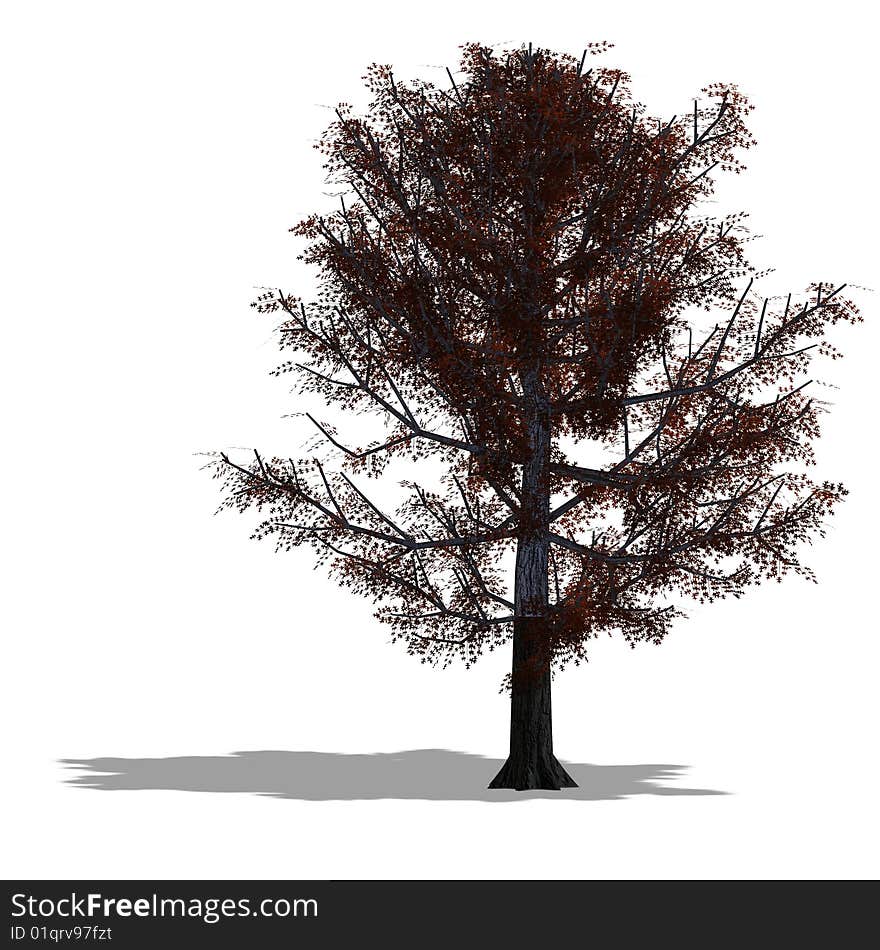 Rendering of a tree with shadow and lipping path over white. Rendering of a tree with shadow and lipping path over white