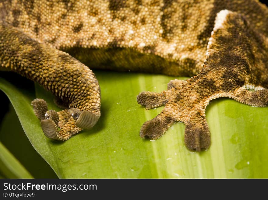 New Caledonian Gecko