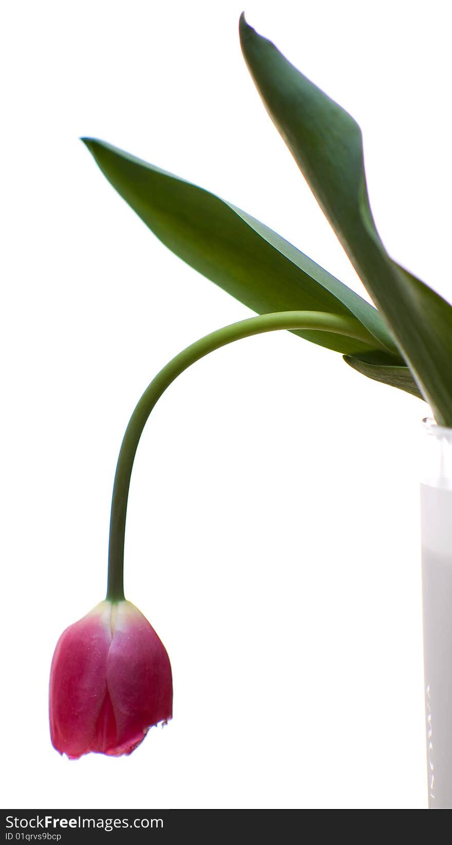 A colourfull flower in glass. A colourfull flower in glass