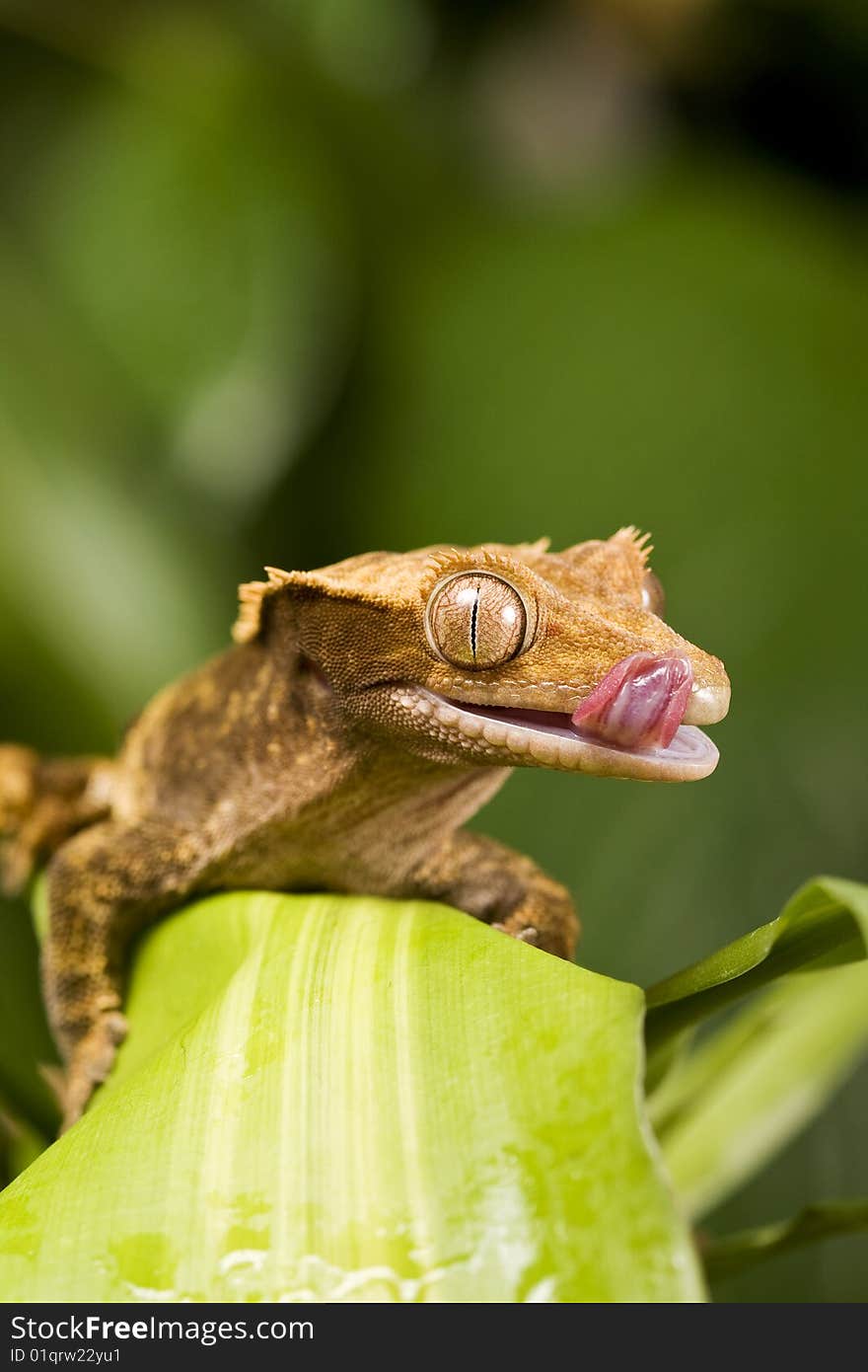 New Caledonian Gecko