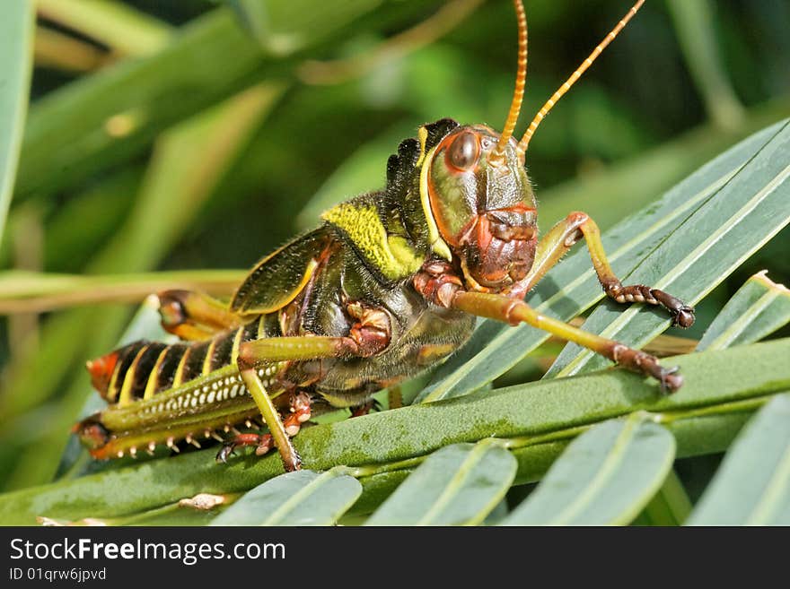 Grasshopper