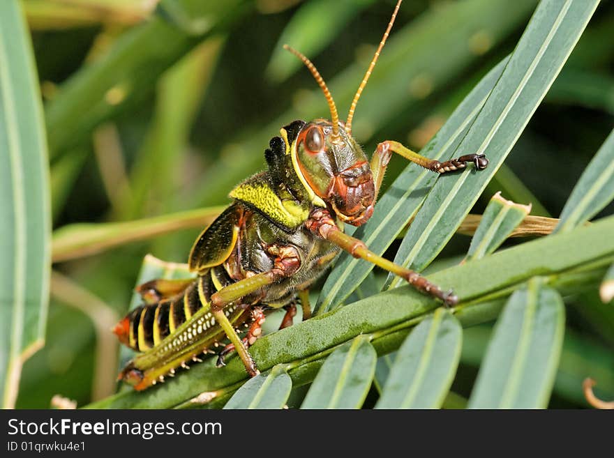 Close-up on a colorful grasshopper