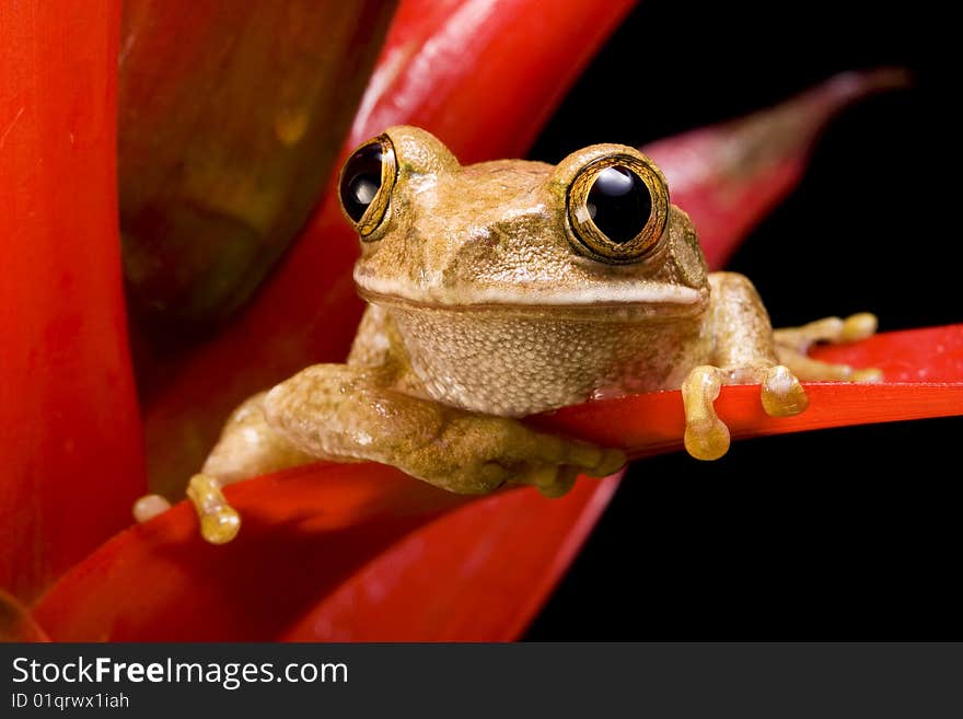 Marbled Reed Frog on a red plant against a black background