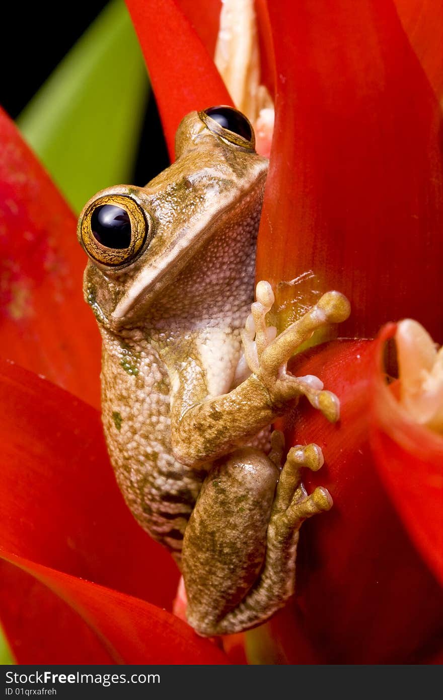 Marbled Reed Frog on a red plant against a black background