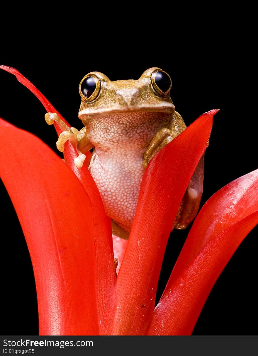 Marbled Reed Frog on a red plant against a black background