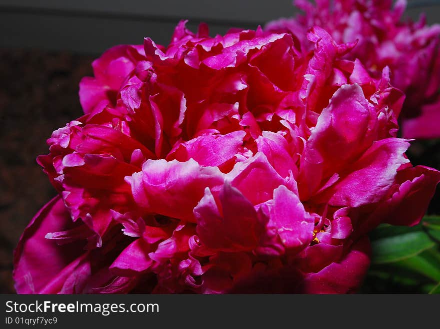 Pink peony bursts into bloom. Pink peony bursts into bloom