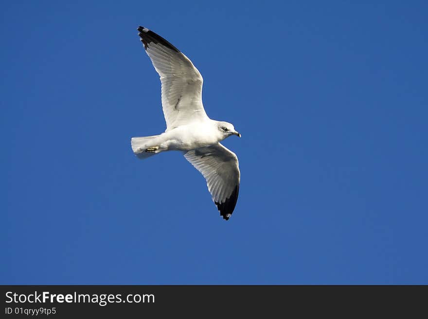 Seagull flying with a blue sky