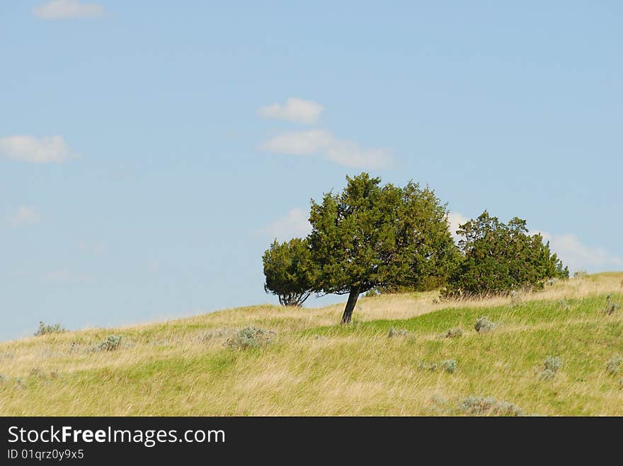 Tree leaning uphill against a blue sky. Tree leaning uphill against a blue sky